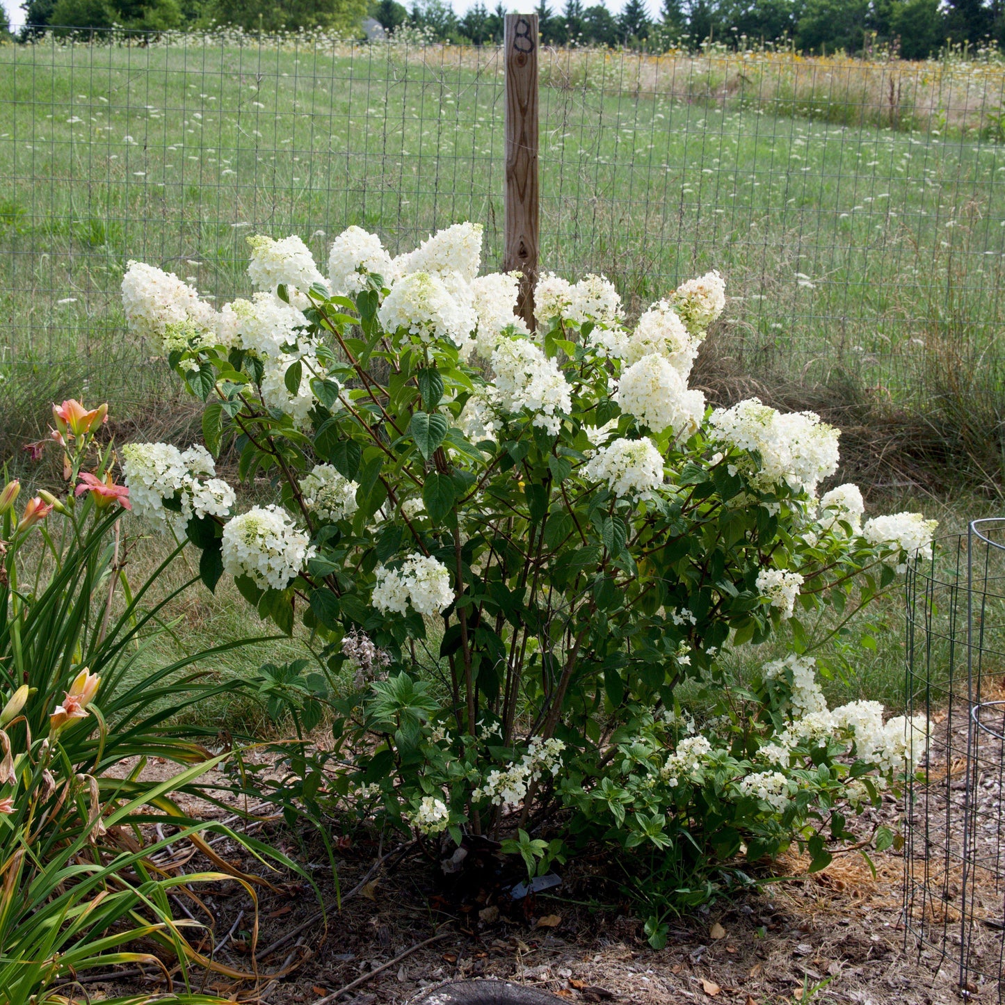 Hydrangea paniculata - First Editions® Strawberry Sundae® Hydrangea