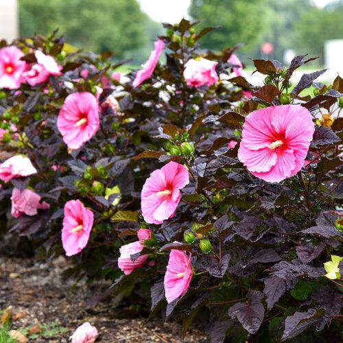 Hibiscus - Summerific® Edge of Night Hibiscus