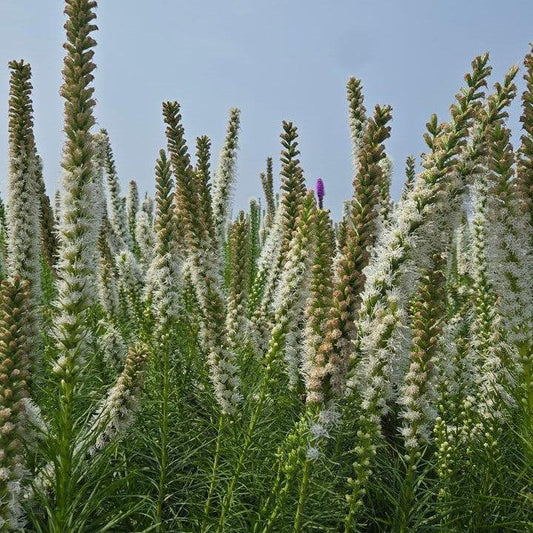 Liatris spicata - White Blazing Star