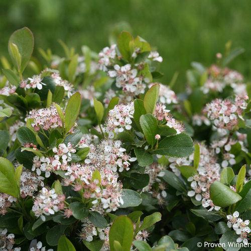 Aronia melanocarpa - PW® Low Scape Mound® Aronia