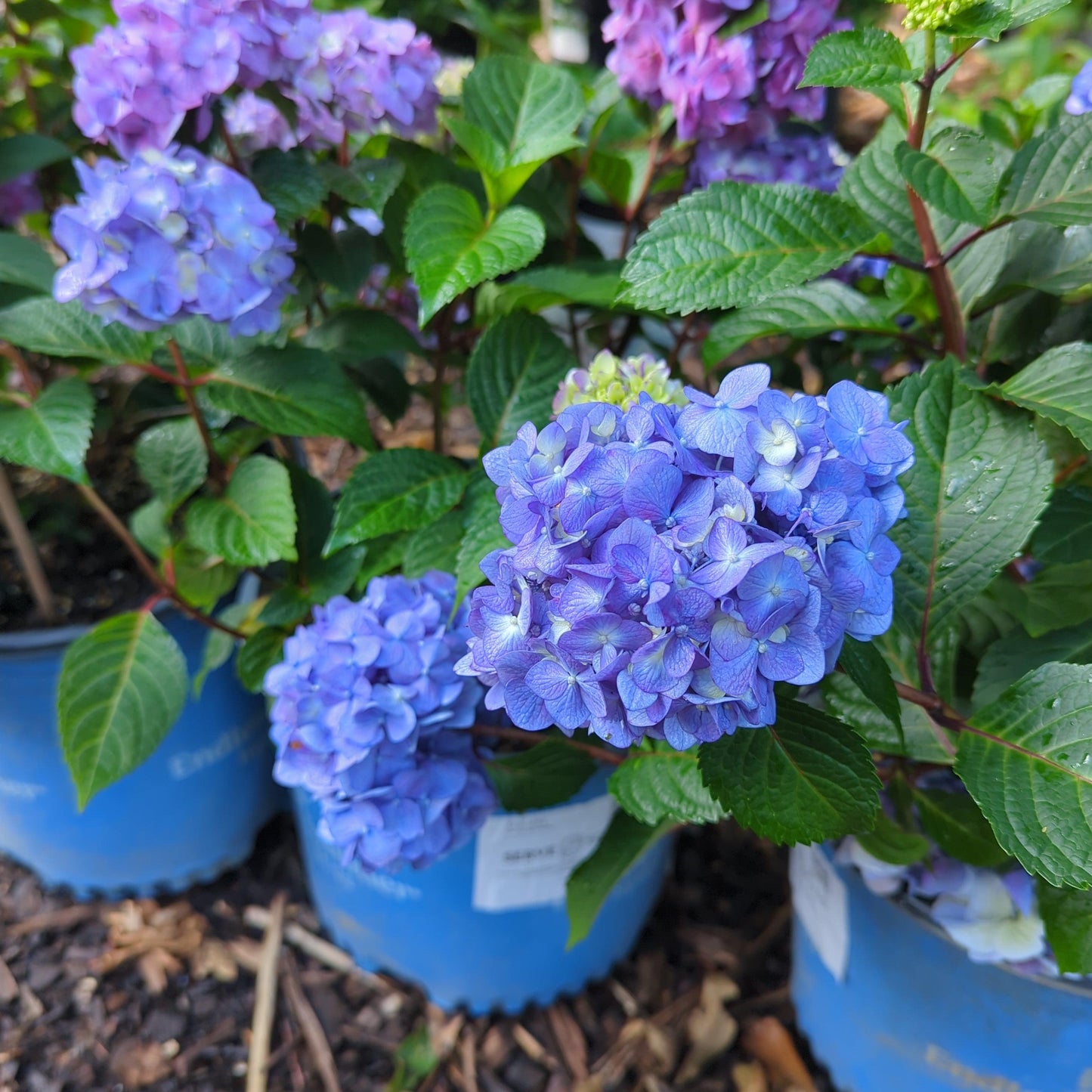 Hydrangea macrophylla - Endless Summer® Bloomstruck® Hydrangea