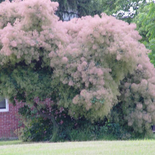 Cotinus obovatus - American Smoketree