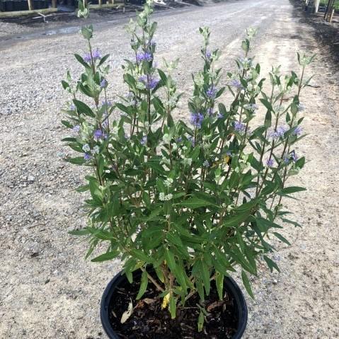 Caryopteris × clandonensis - Dark Knight Bluebeard
