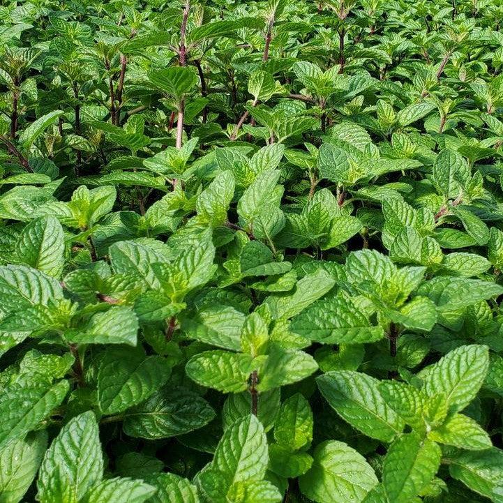 Mentha x - Berries & Cream Peppermint