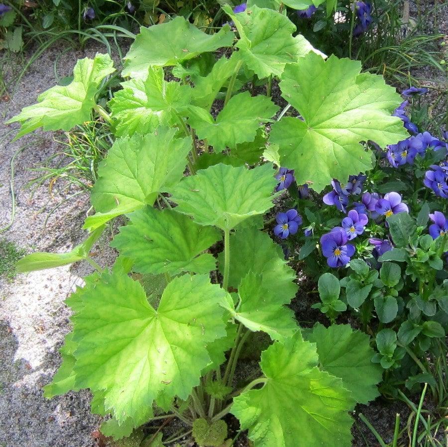 Heuchera villosa - Autumn Bride Coral Bells