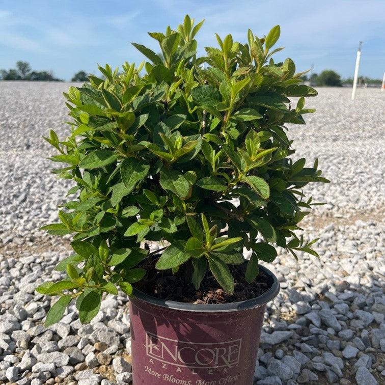 Azalea ‘Roblee’  - Encore® Autumn Sangria™ Azalea