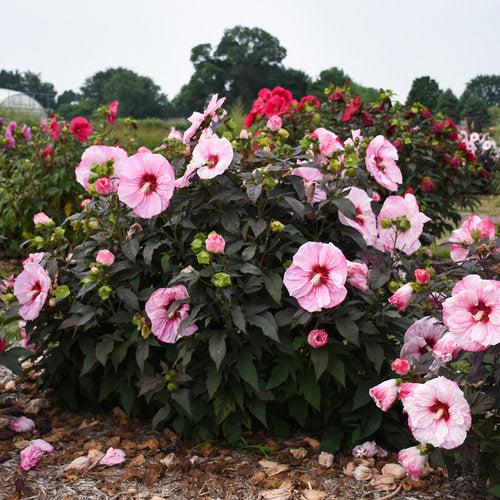 Hibiscus - Summerific® Cherry Choco Latte Hibiscus