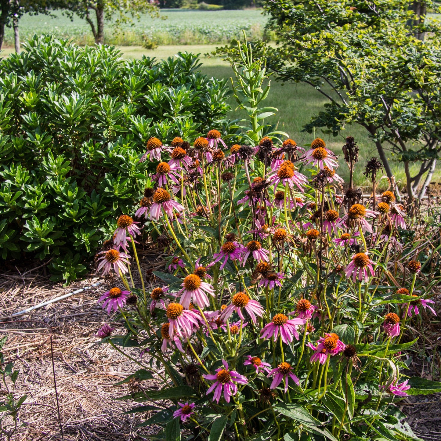 Echinacea purpurea - Ruby Star Echinacea