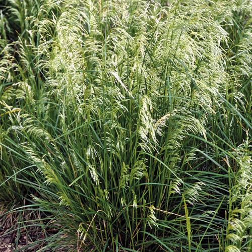 Deschampsia cespitosa - Pixie Fountain Tufted Hair Grass