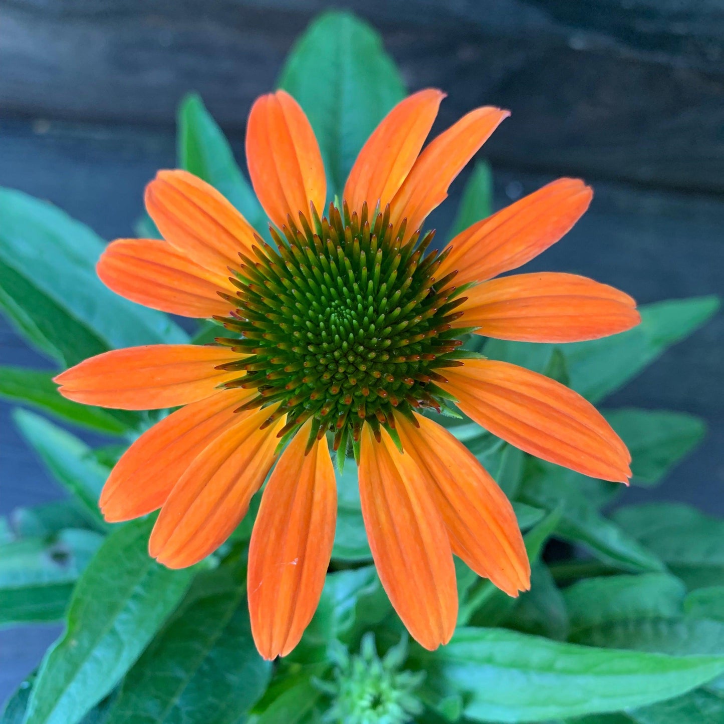 Echinacea - Artisan™ Soft Orange Coneflower