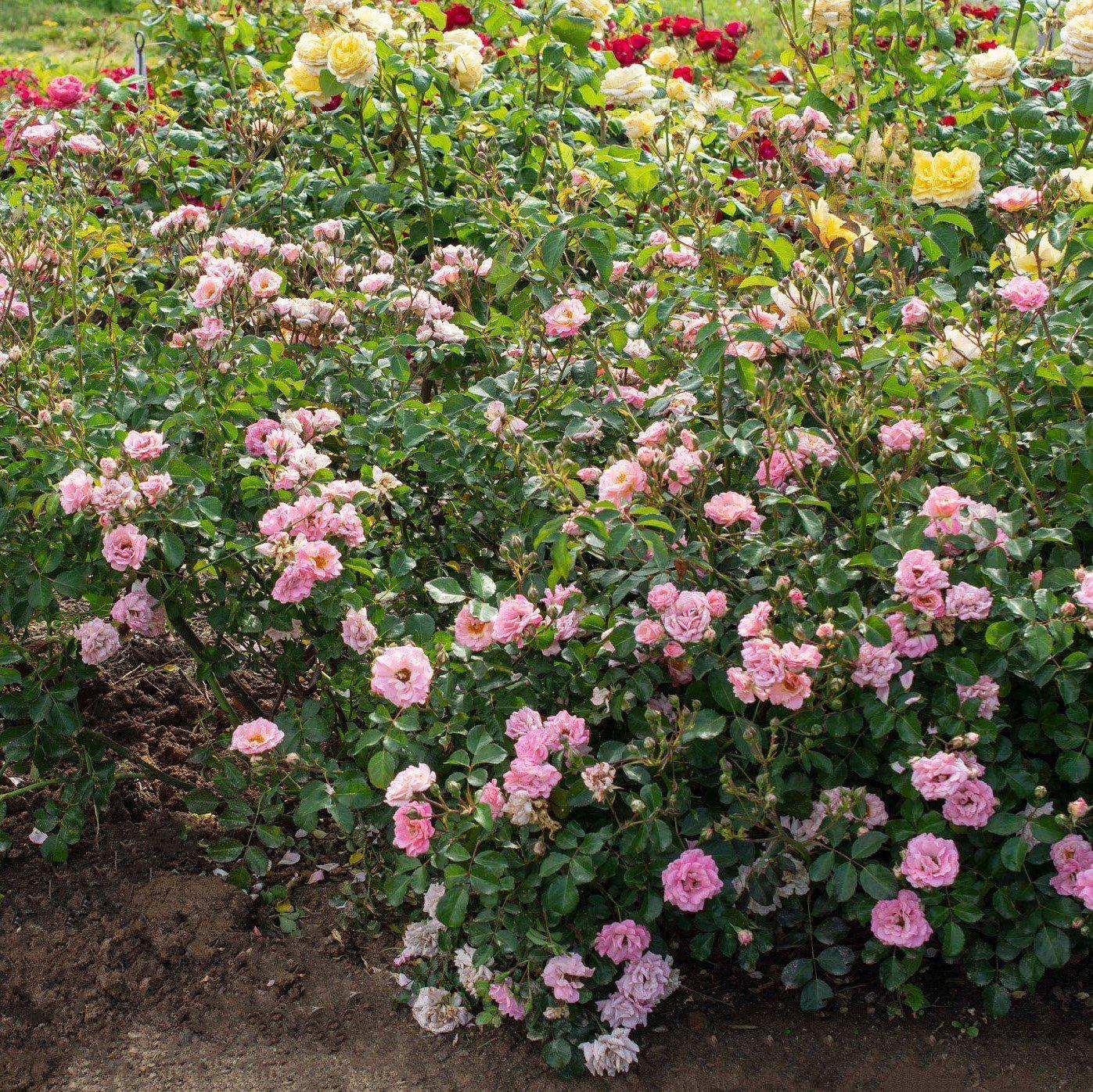 Rosa - Blushing Drift® Rose