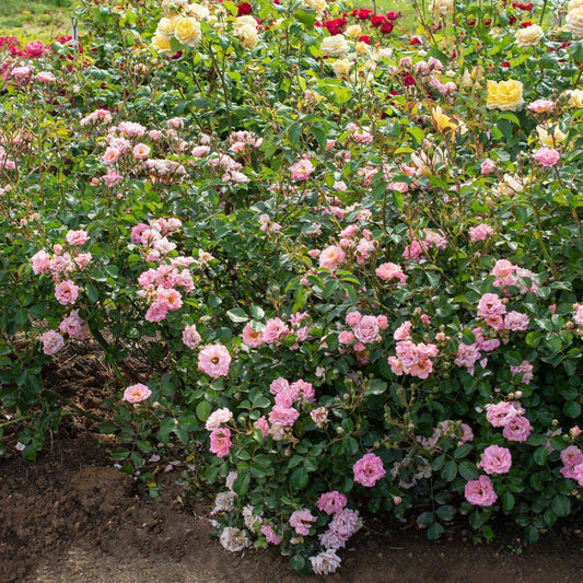 Rosa - Blushing Drift® Rose