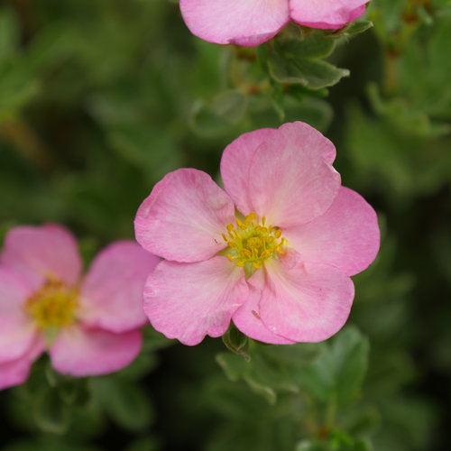 Potentilla fruticosa - PW® Happy Face Hearts® Potentilla