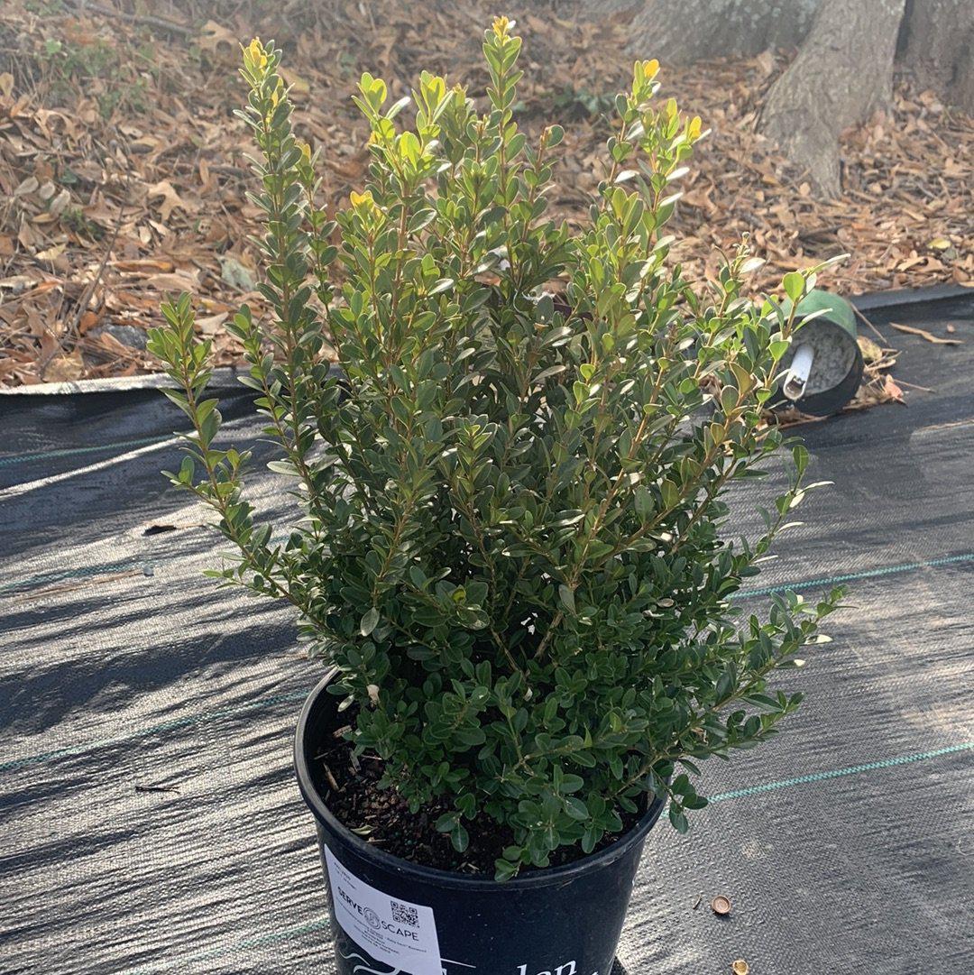 Buxus microphylla japonica - Baby Gem™ Boxwood
