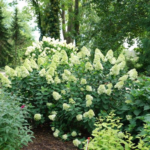 Hydrangea paniculata - Proven Winners® Limelight Prime® Hydrangea