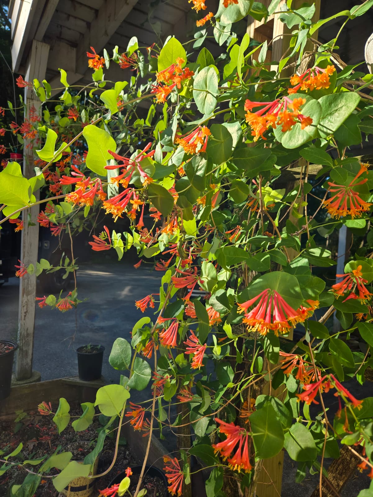 Campsis radicans  - Trumpet Vine