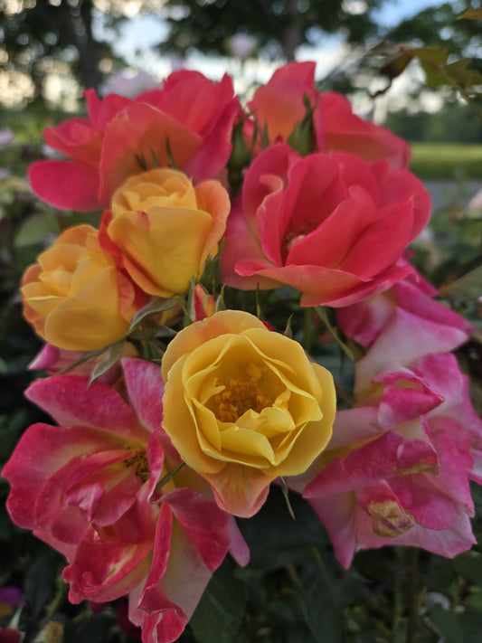 Rosa - Campfire Rose