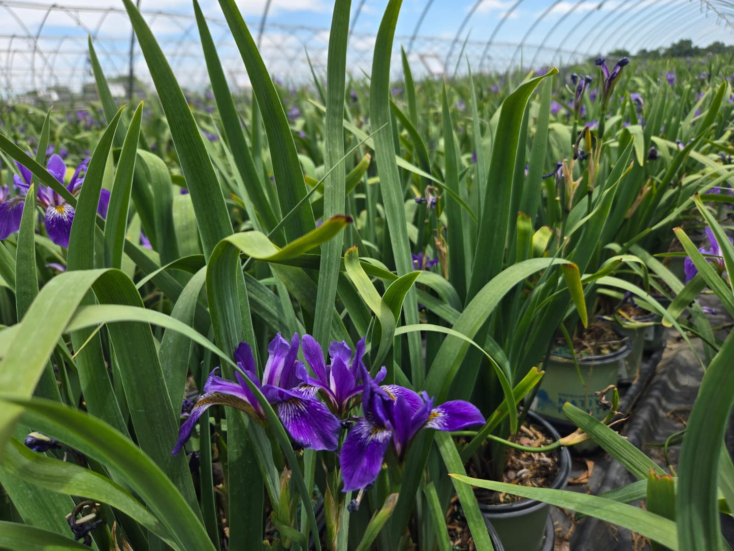 Iris versicolor  - Northern Blue Flag Iris, Harlequin Blue Flag