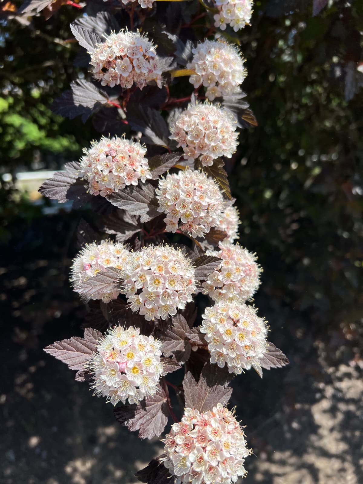 Physocarpus opulifolius - Summer Wine® Black Ninebark