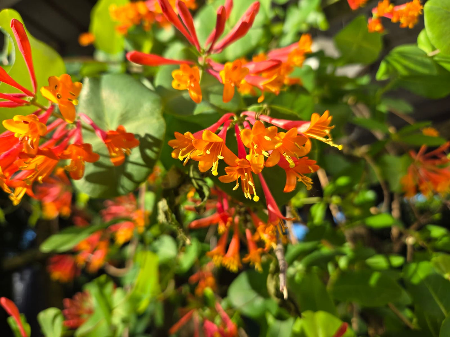 Campsis radicans  - Trumpet Vine