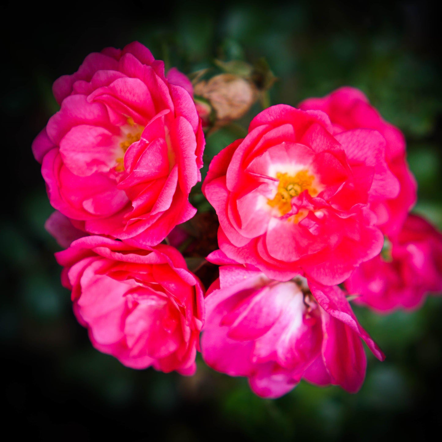 Rosa - Flower Carpet® Pink Supreme Rose