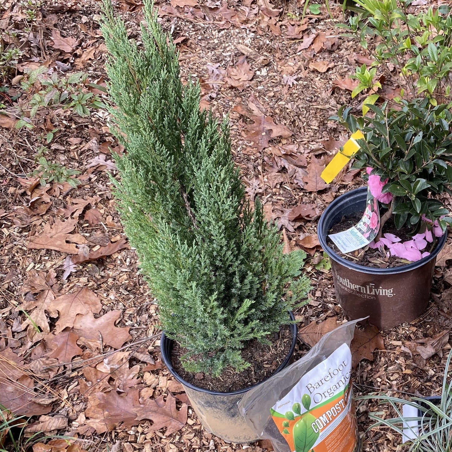 Juniperus chinensis - Blue Point Juniper