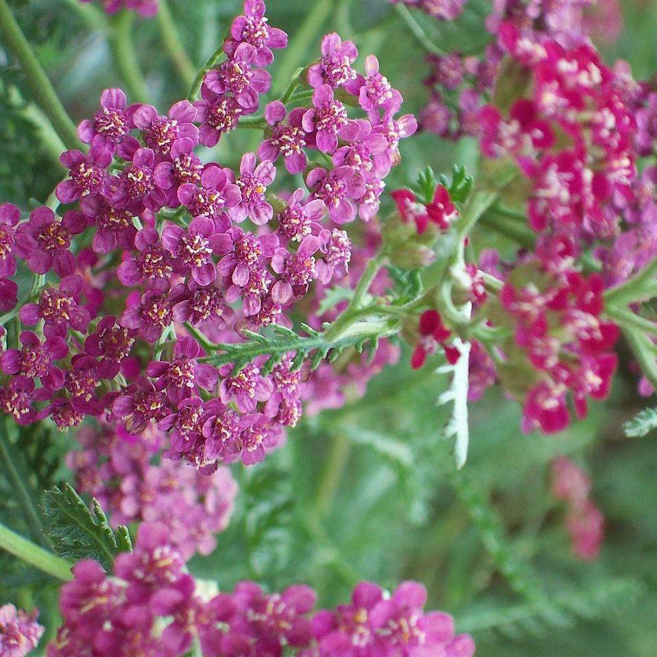 Achillea millefolium - Milly Rock™ Rose Yarrow