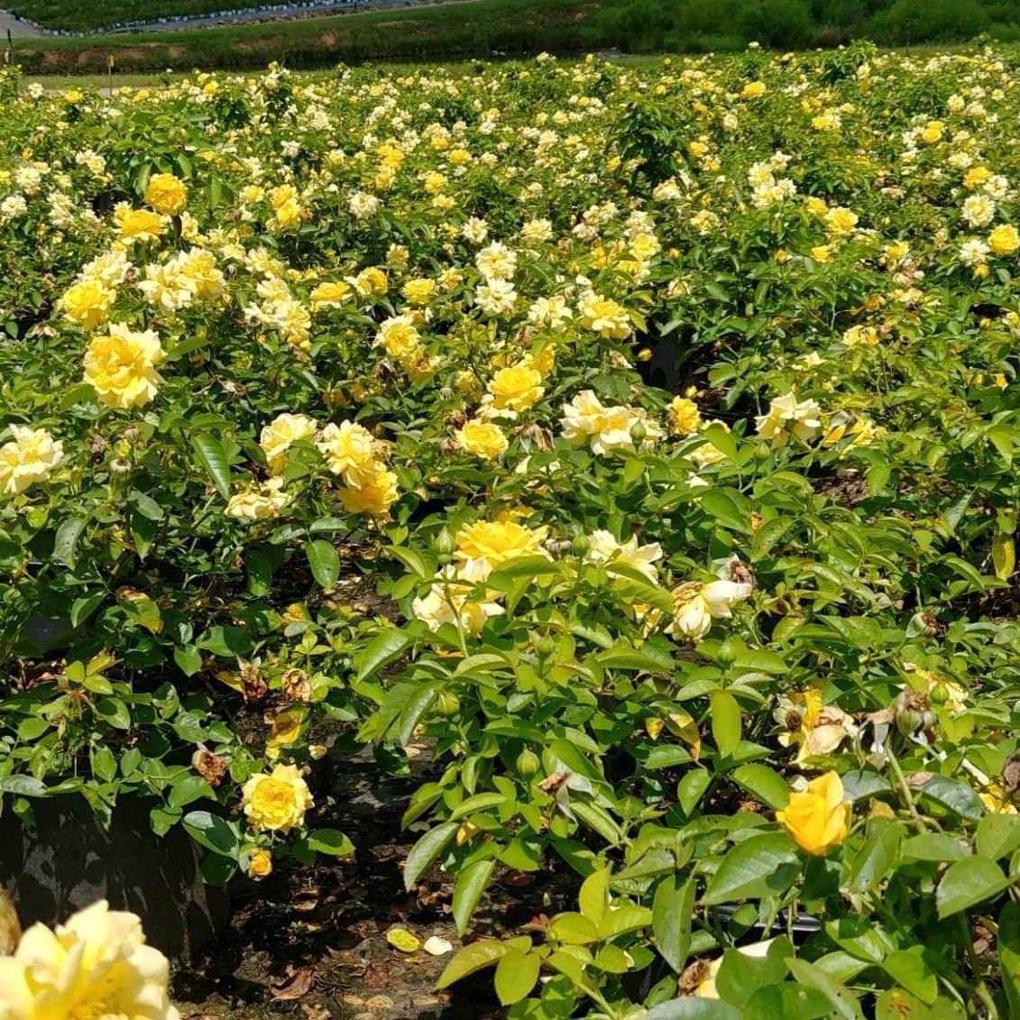 Rosa - Julia Child™ Rose