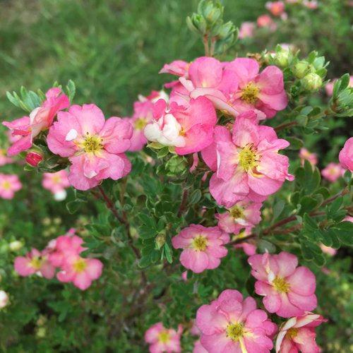 Potentilla fruticosa - PW® Happy Face Hearts® Potentilla