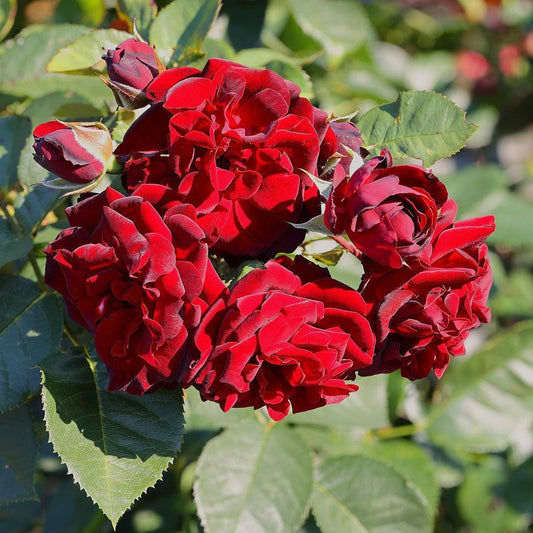 Rosa - Navy Lady Rose