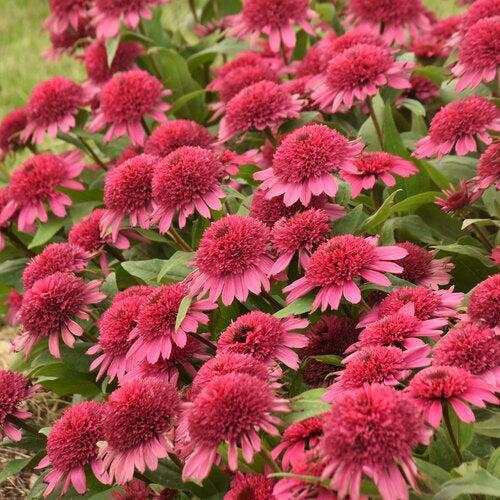Echinacea - Double Coded® Raspberry Beret Echinacea