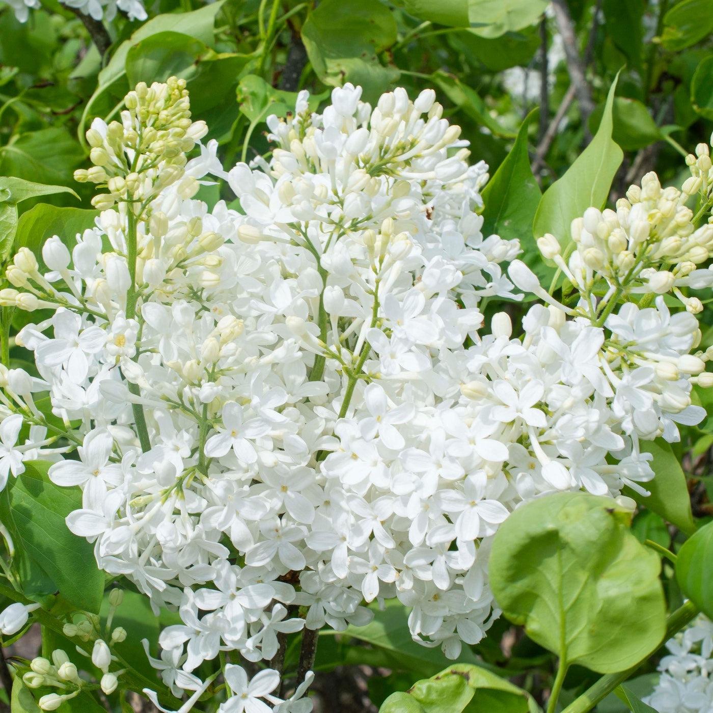 Syringa vulgaris - New Age™ White Lilac