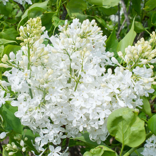 Syringa vulgaris - New Age™ White Lilac