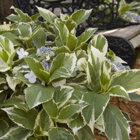 Hydrangea macrophylla - First Editions® Light-O-Day® Hydrangea