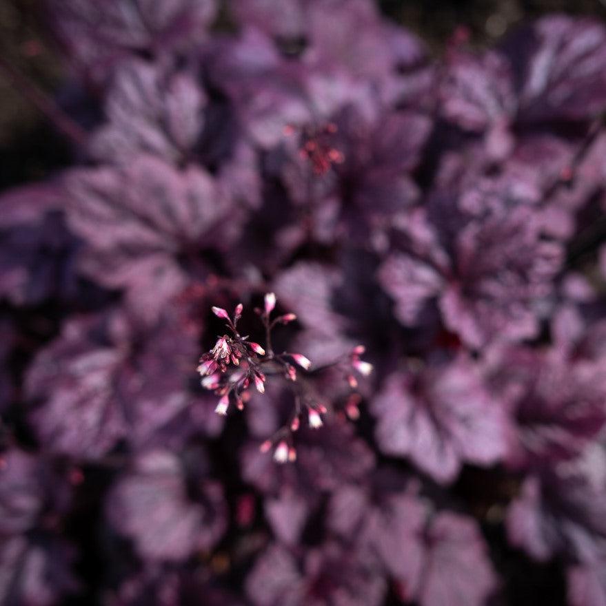 Heuchera  - Grape Expectations Coral Bells