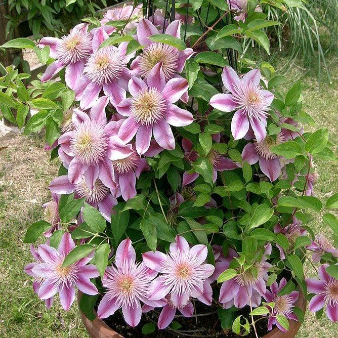Clematis - Josephine™ Clematis