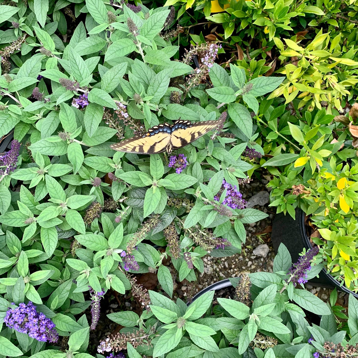 Buddleia davidii - Pugster Blue® Dwarf Butterfly Bush