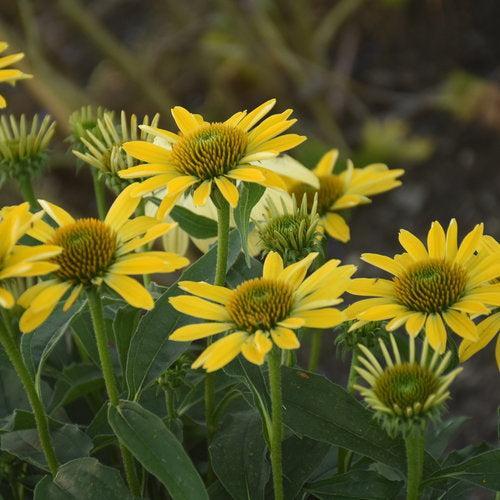 Echinacea purpurea - Eye-catcher™ Canary Feathers Echinacea