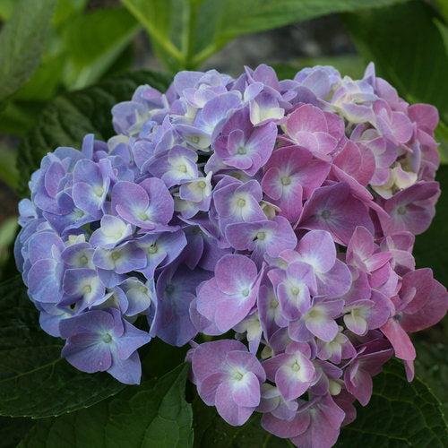 Hydrangea macrophylla - Let's Dance® Blue Jangles® Hydrangea