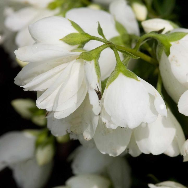 Philadelphus - Snowbelle Mockorange