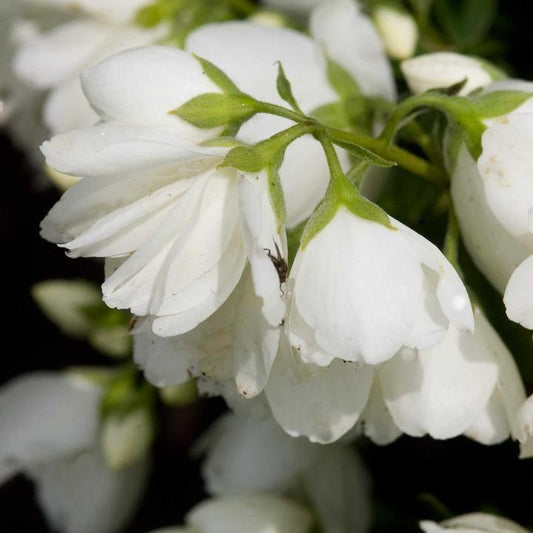 Philadelphus - Snowbelle Mockorange
