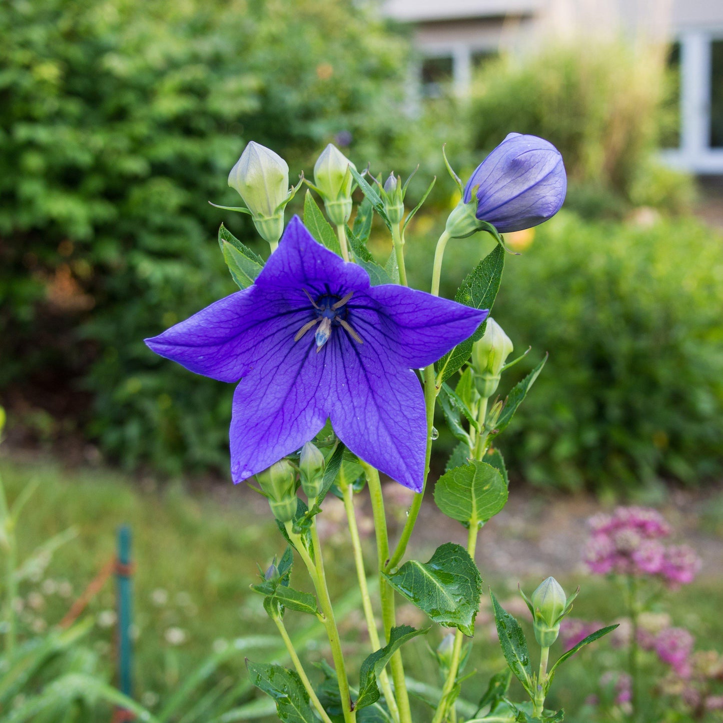 Platycodon grandiflorus - Sentimental Blue Balloon Flower