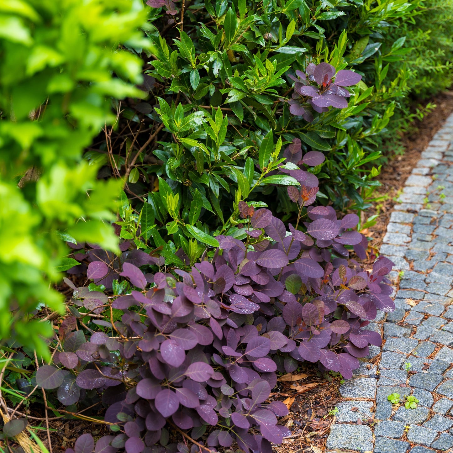 Cotinus coggygria - Velveteeny™ Dwarf Purple Smoke Bush