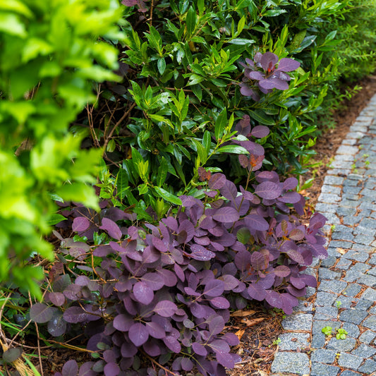 Cotinus coggygria - Velveteeny™ Dwarf Purple Smoke Bush