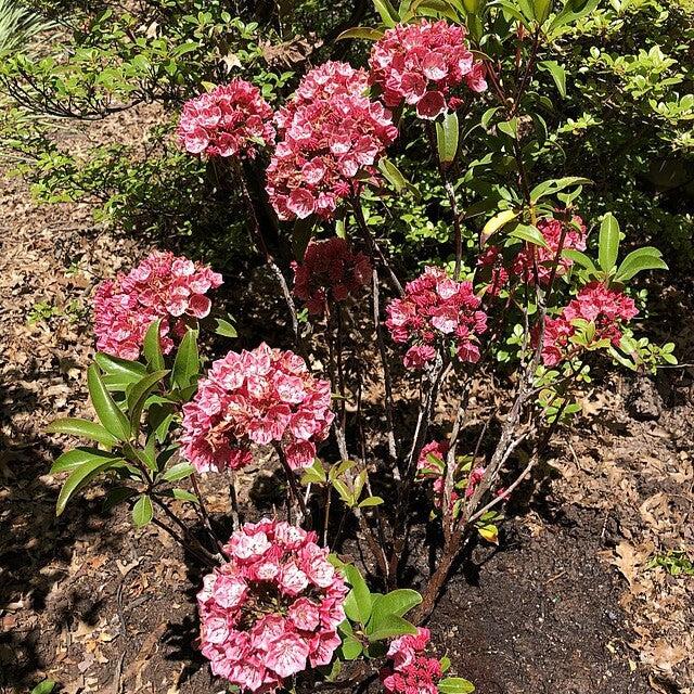 Kalmia latifolia - Raspberry Glow Mountain Laurel