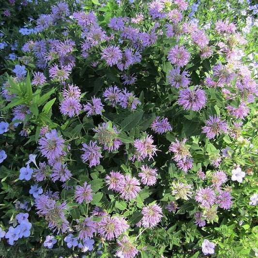 Monarda - Sugar Buzz® Blue Moon Bee Balm