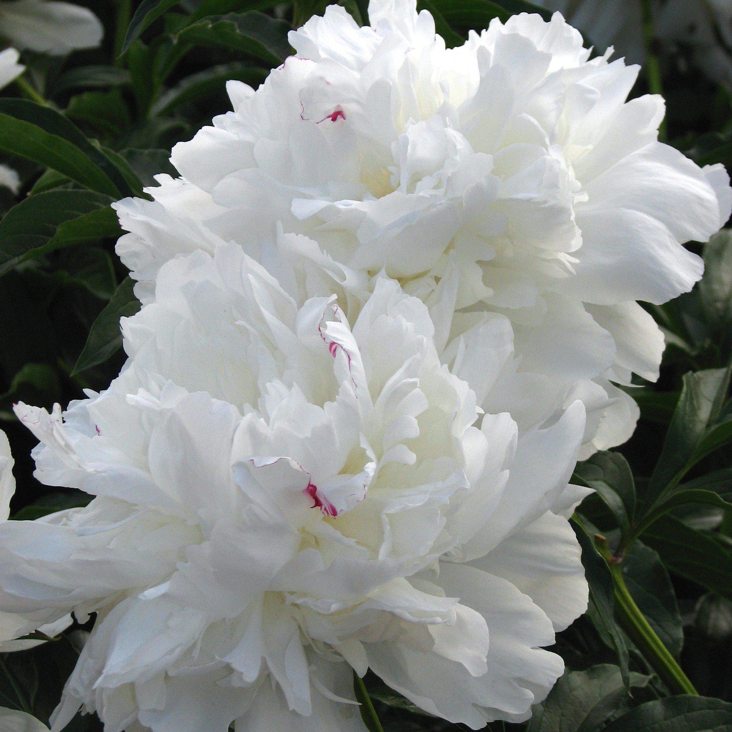 Paeonia lactiflora 'Festiva Maxima'  - Festiva Maxima Peony