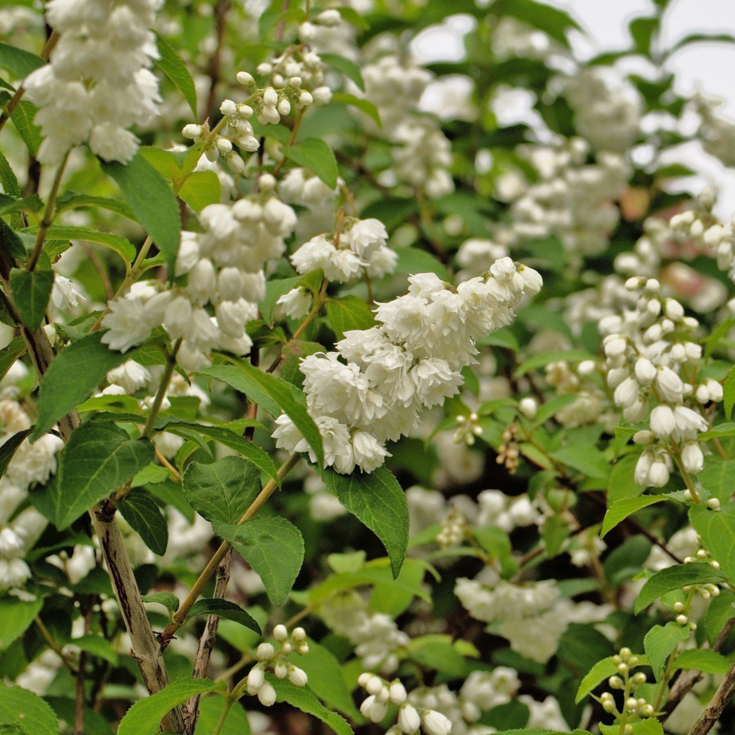 Deutzia sp. - Yuki Snowflake® Deutzia