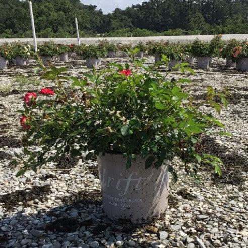 Rosa - Red Drift® Rose