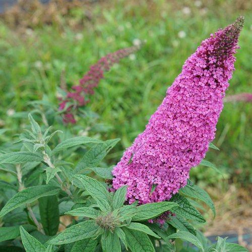 Buddleia davidii - Pugster Pinker® Dwarf Butterfly Bush